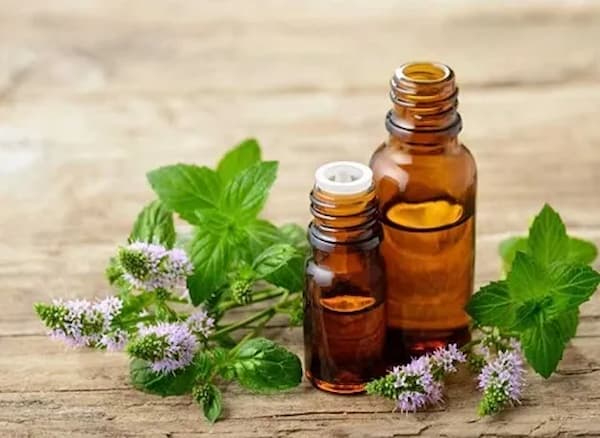 تصویر 3 از خرید اسانس طبیعی رزماری + قیمت فروش استثنایی
